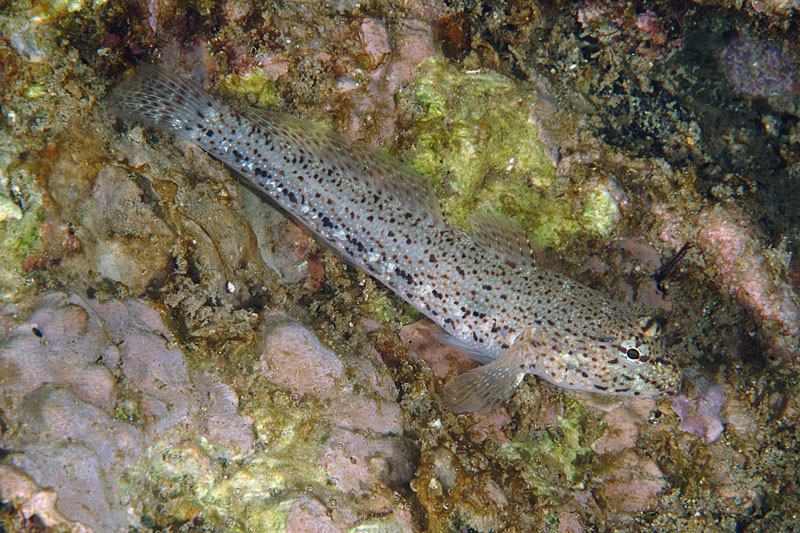 Gobius incognitus